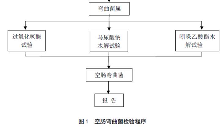 空腸彎曲菌檢驗程序步驟二