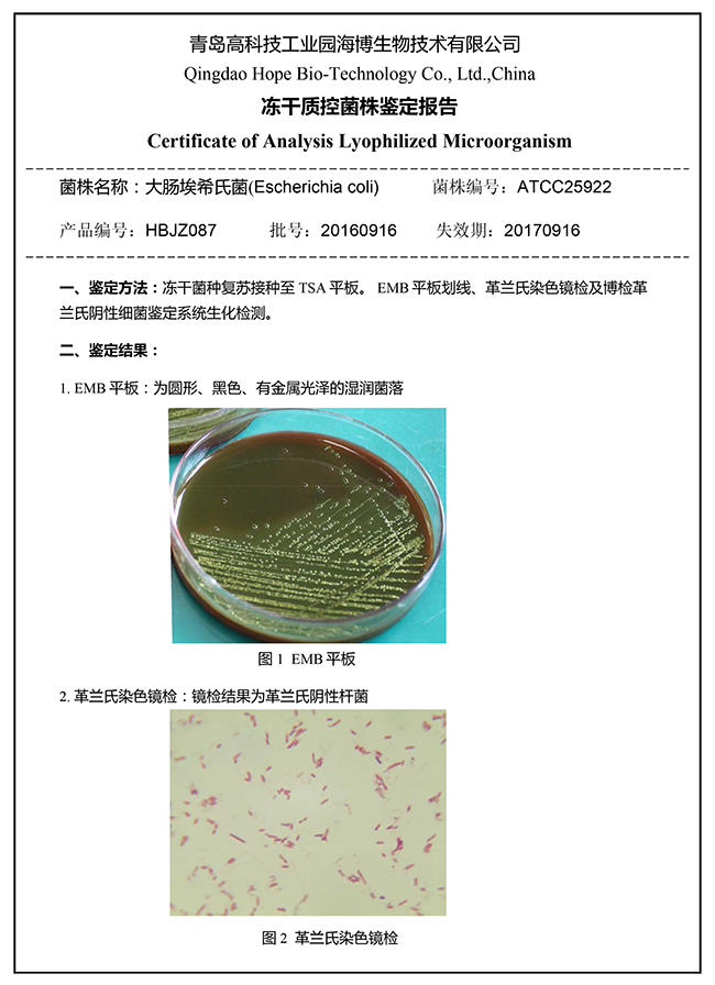 菌株鑒定報告