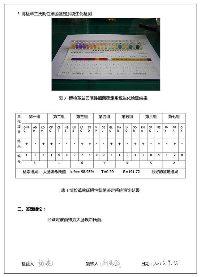 菌株鑒定報告