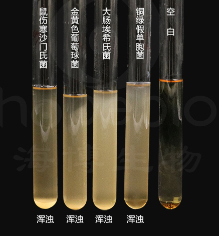 不同細菌在SCDLP液體培養基上的生長特征