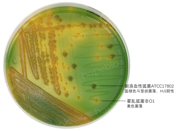 副溶血性弧菌在TCBS上生長特征