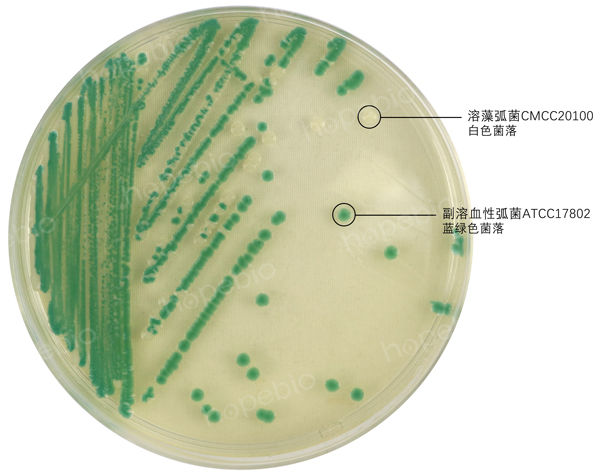 副溶血性弧菌在弧菌顯色培養基上生長特征