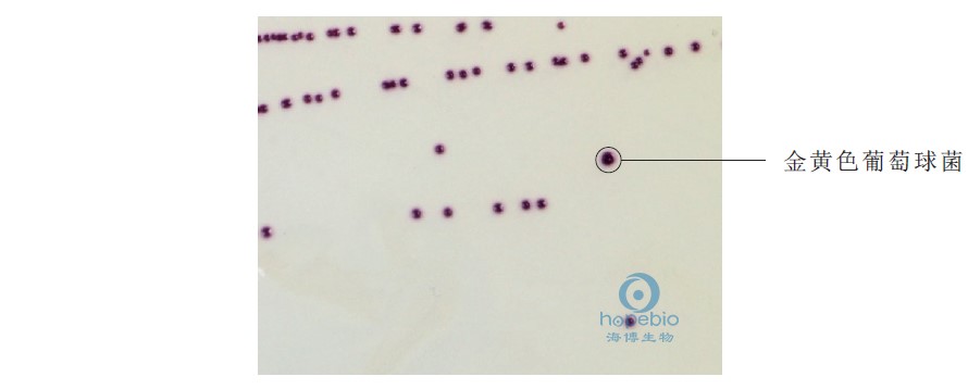 金黃色葡萄球菌顯色培養基