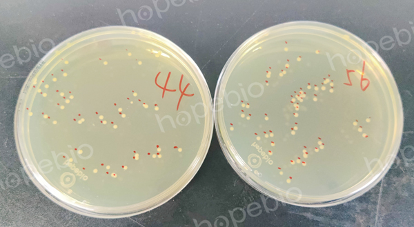 接種大腸埃希氏菌靜置前後菌落數變化