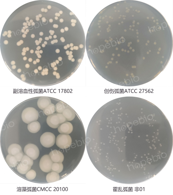 3%氯化鈉胰蛋白腖大豆瓊脂的微生物質控結果