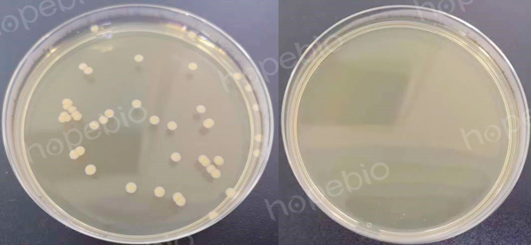 （左）菌數為39CFU，實驗組2（右）無菌生長