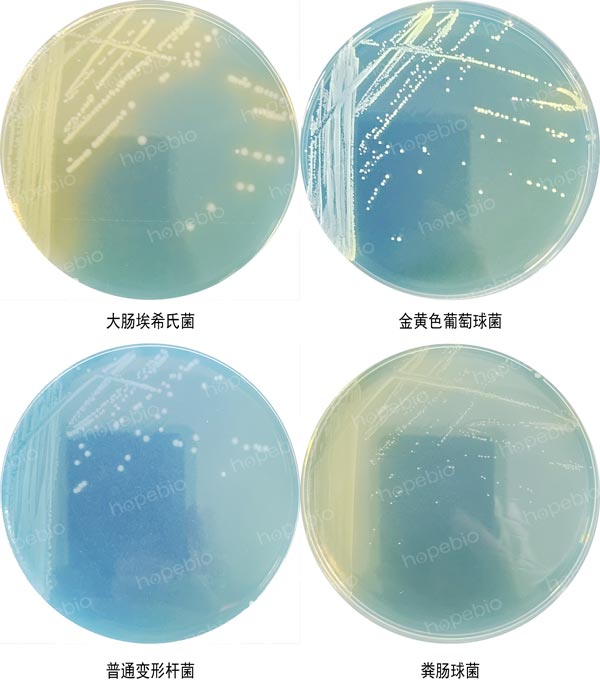 CLED培養基微生物質控結果