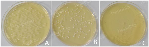 注：A為嗜酸乳杆菌；B為植物乳杆菌；C為大腸埃希氏菌
