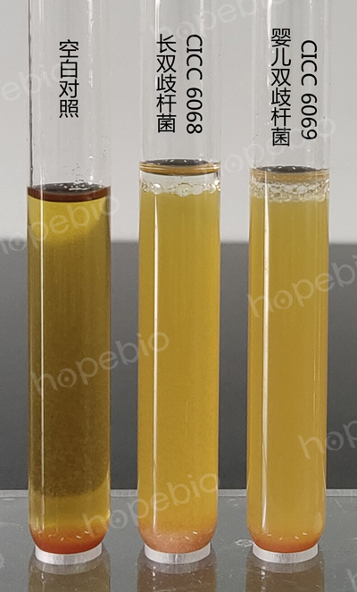 圖1 BBL液體培養基微生物質控結果