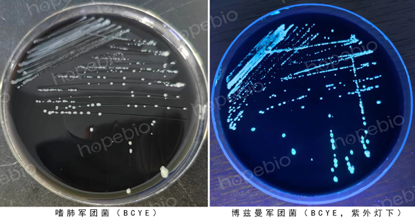 軍團菌的活化常用BCYE平板