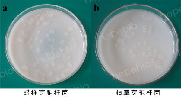 圖1-2 芽孢杆菌培養基微生物質控結果