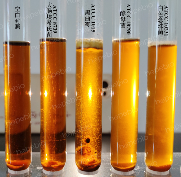 麥芽汁培養基微生物質控結果