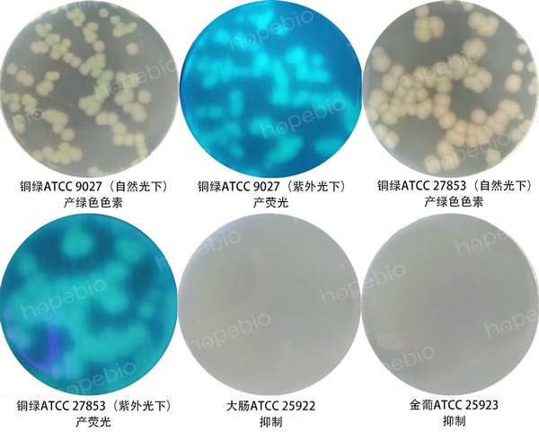 圖1假單胞CFC選擇性培養基的微生物質控結果