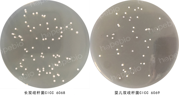 雙歧杆菌培養基微生物質控結果