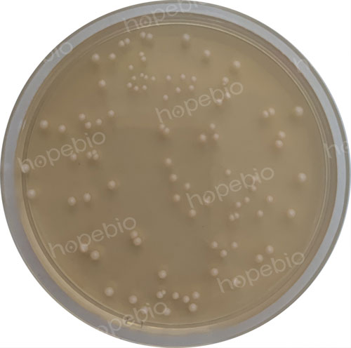 1%吐溫80-玉米瓊脂培養基微生物質控結果