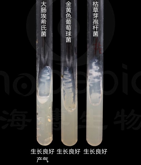 圖1-1 葡萄糖瓊脂微生物質控結果