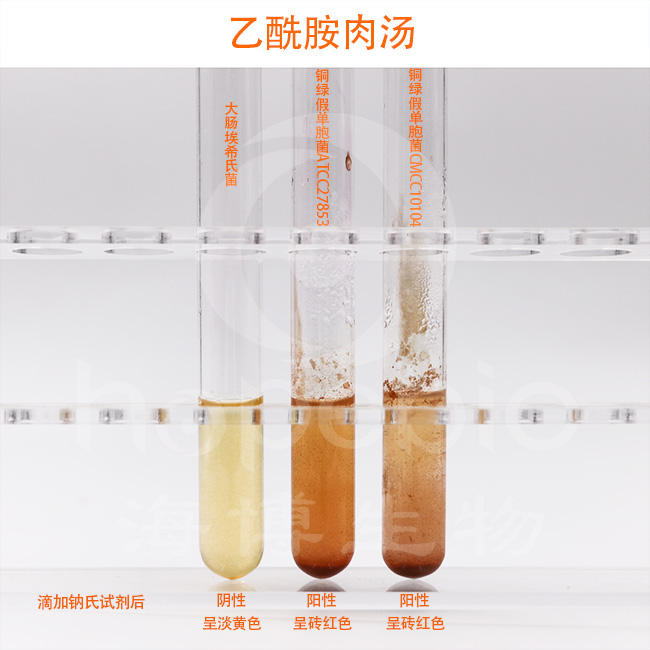 乙酰胺肉湯管