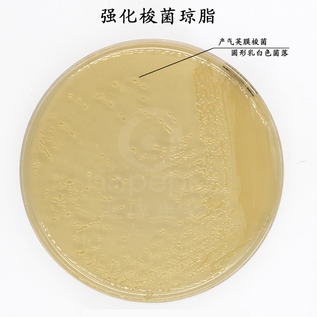 強化梭菌瓊脂