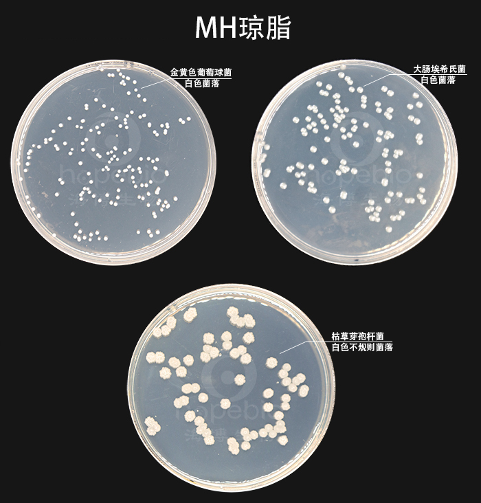 MH瓊脂