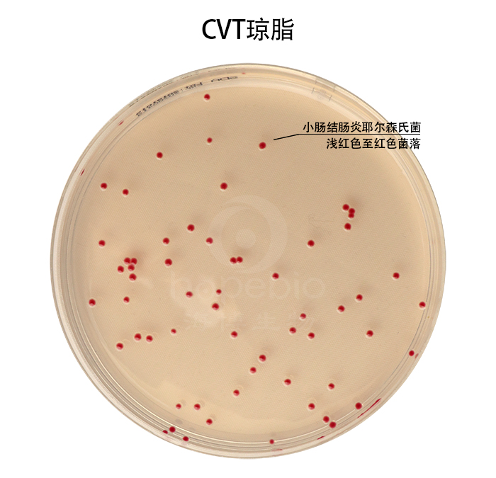 CVT瓊脂