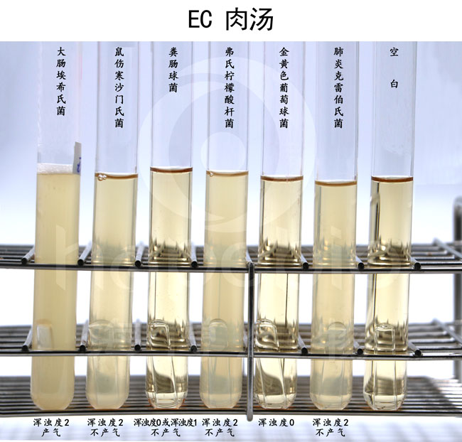 EC肉湯