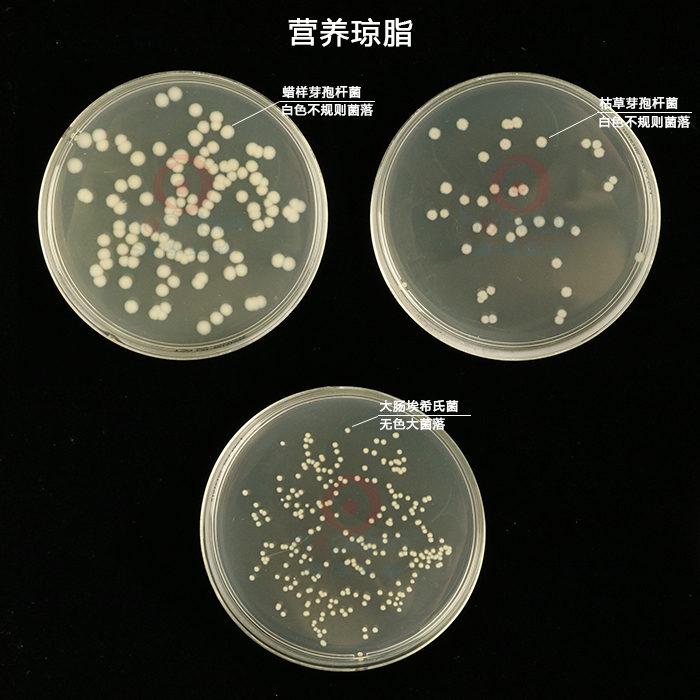 營養瓊脂