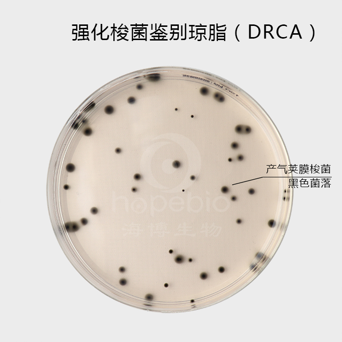 強化梭菌鑒別瓊脂（DRCA)