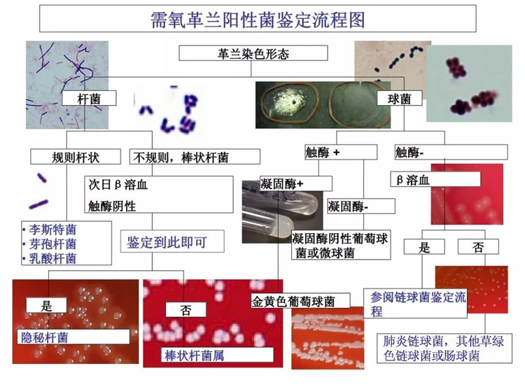 需氧革蘭陽性菌鑒定流程圖