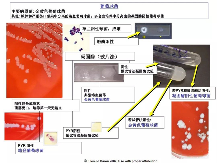 葡萄球菌的各項生化特征