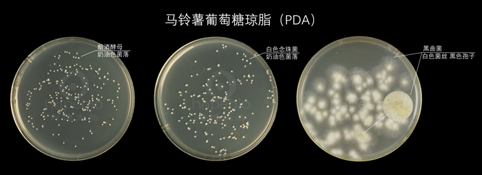 馬鈴薯葡萄糖瓊脂（PDA）