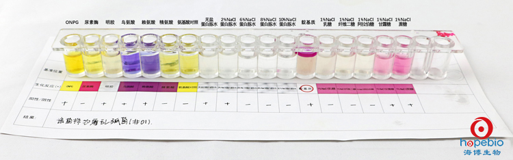 HBI霍亂弧菌生化鑒定條(SN)