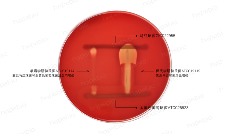 李斯特氏菌的協同溶血實驗