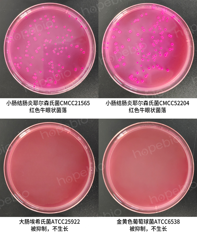 小腸結腸炎耶爾森氏菌——CIN-1瓊脂