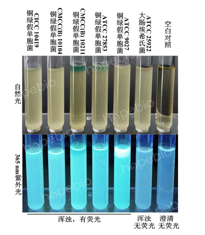 質控菌株在金氏B肉湯中生長情況