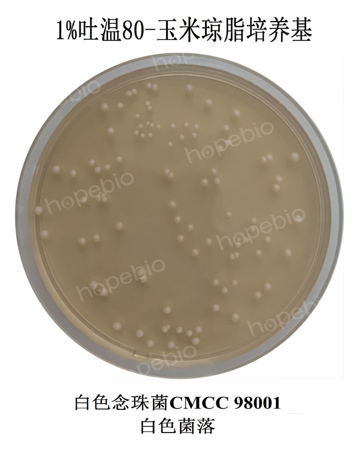 質控菌株在1%吐溫80-玉米瓊脂培養基平板上的菌落特征