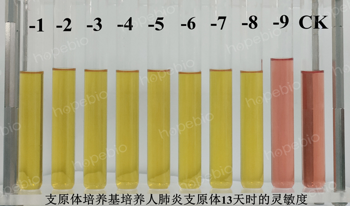 支原體培養基培養人肺炎支原體13天時的靈敏度