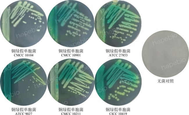 6株銅綠假單胞菌標準株在假單胞菌瓊脂基礎培養基上的劃線生長特征