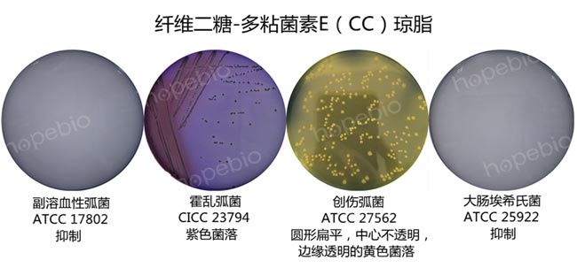 纖維二糖-多粘菌素E（CC）瓊脂微生物生長情況