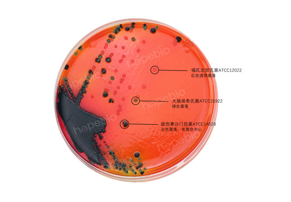 誌賀氏菌顯色培養基——鼠傷寒沙門氏菌-大腸埃希氏菌-福氏誌賀氏菌