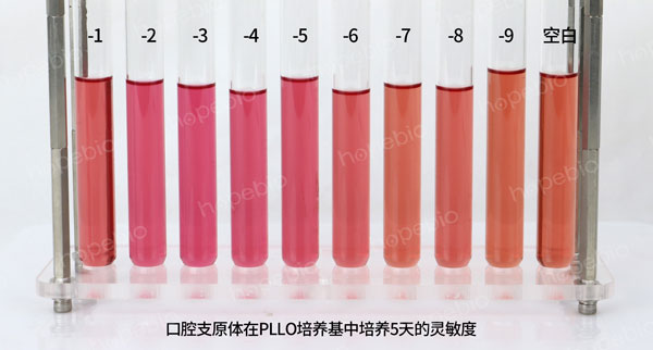 口腔支原體——pplo肉湯