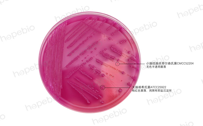 mac-大腸埃希氏菌