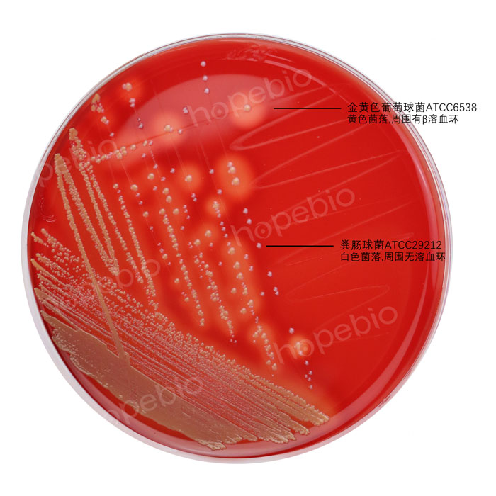 血平板-金黃色葡萄球菌-糞腸球菌