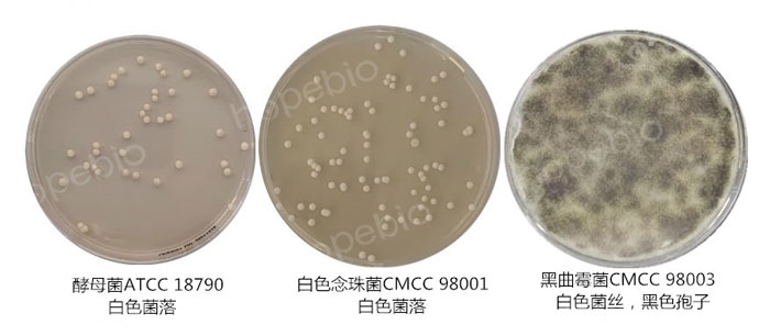 質控菌株在綜合馬鈴薯培養基平板上的菌落特征