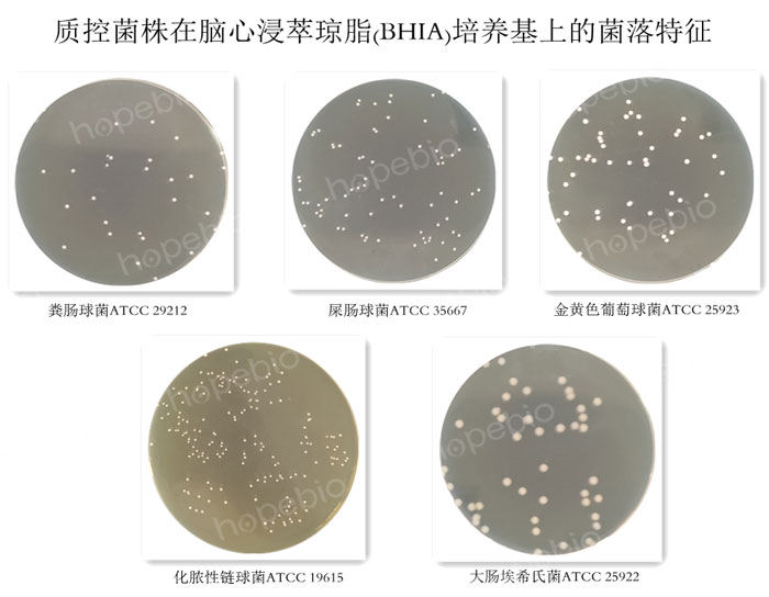 質控菌株在腦心浸萃瓊脂(BHIA)培養基上的菌落特征