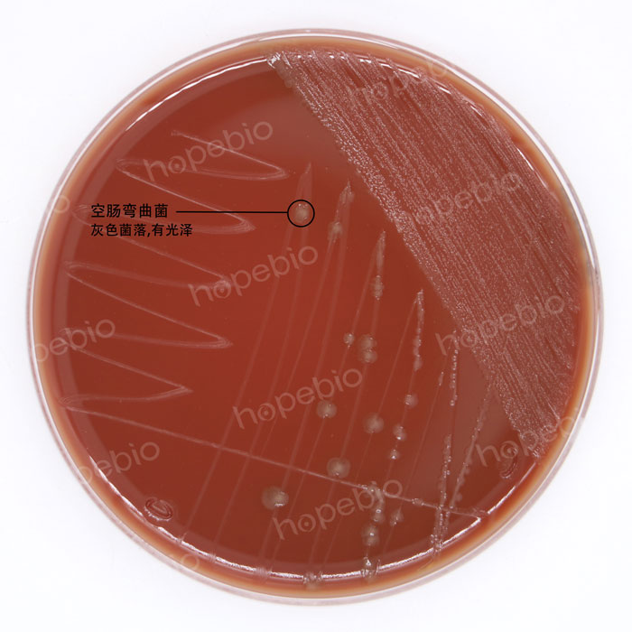 改良Skirrow氏瓊脂-空腸彎曲菌