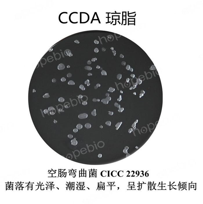 質控菌株在CCDA瓊脂培養基上的生長情況