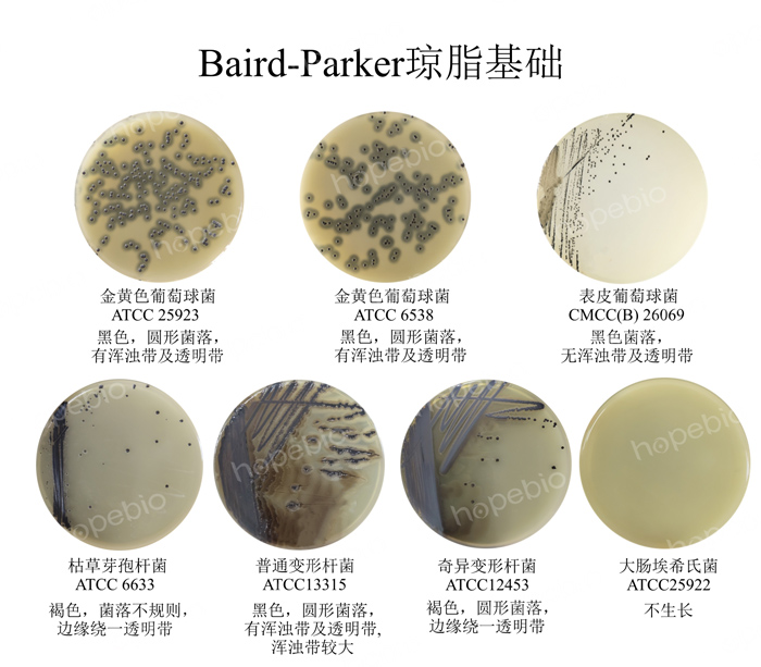 質控菌株在Baird-Parker瓊脂培養基上的生長情況