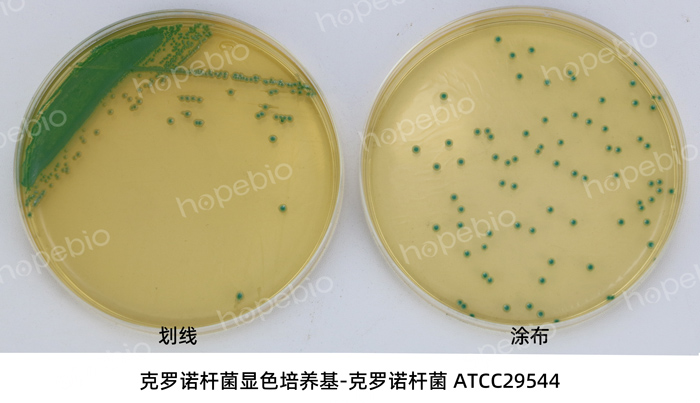 克羅諾杆菌顯色-克羅諾杆菌ATCC29544（劃線和塗布）