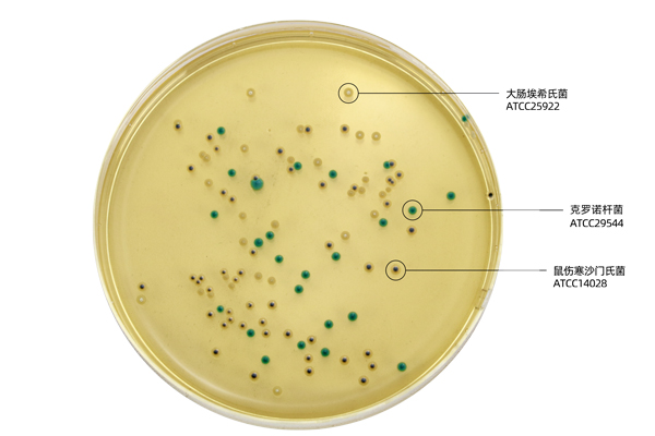 HB7012-8克羅諾杆菌顯色特征