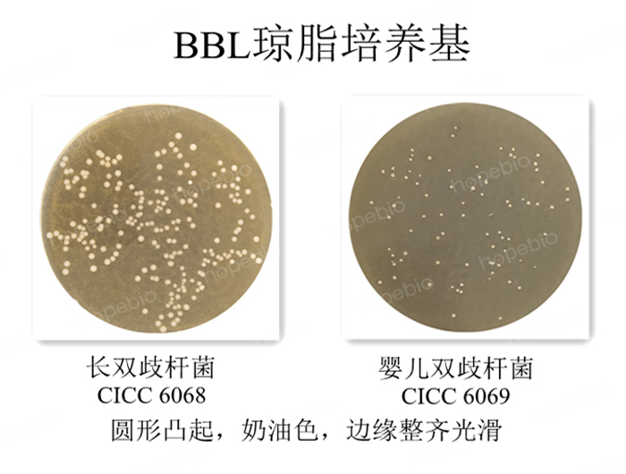 質控菌株在BBL瓊脂培養基上的生長情況